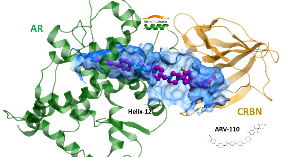 ARV-110_AR_CRBN_binding_mode